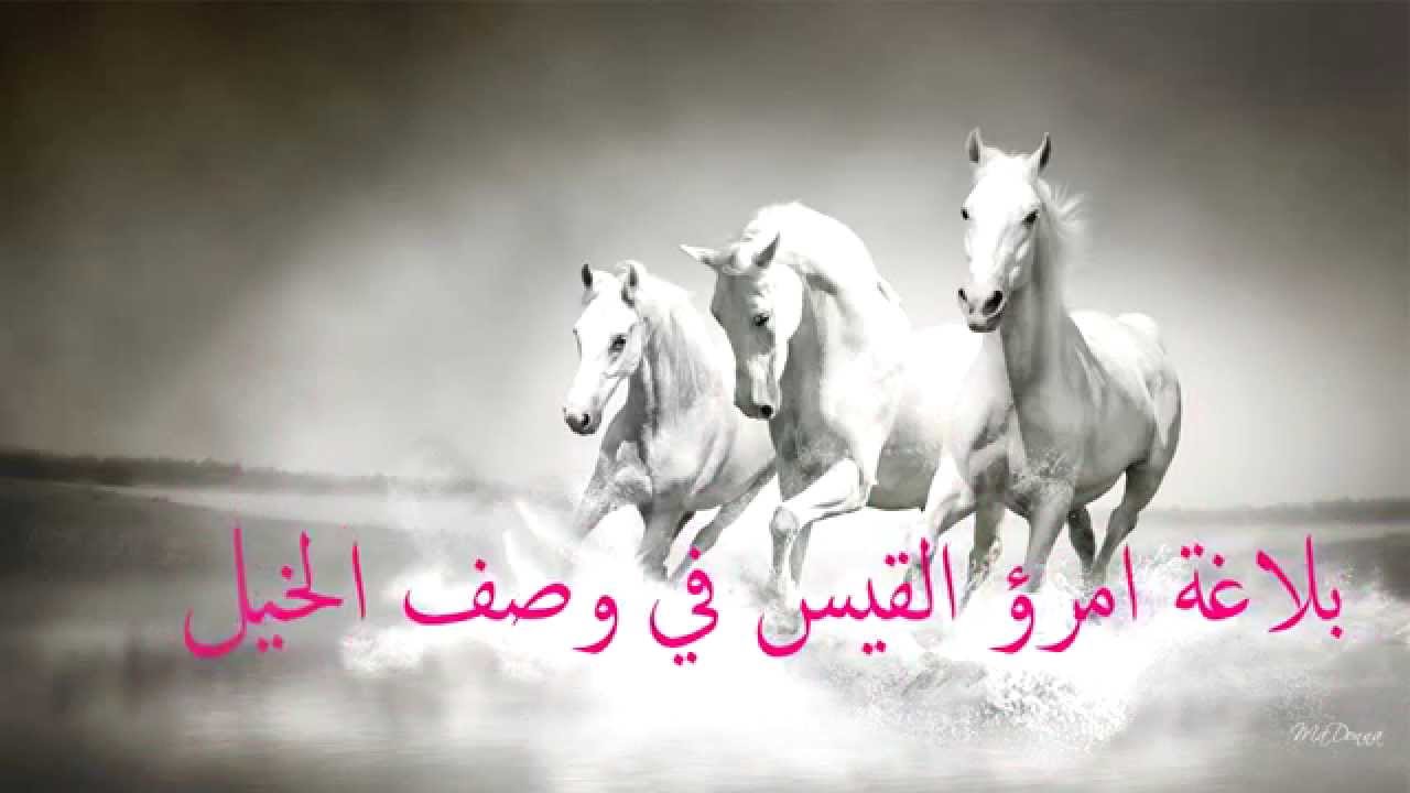 شعر عن الخيل 4638 6