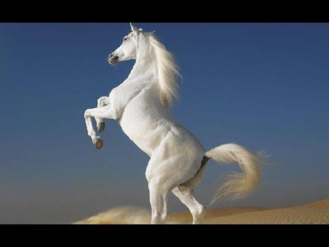 خيل اصيل - اجمل صور خيول عربية اصيلة 2353 3