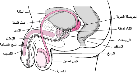 مكونات الجهاز التناسلي , الانثوي تعرف علي المكونات الان