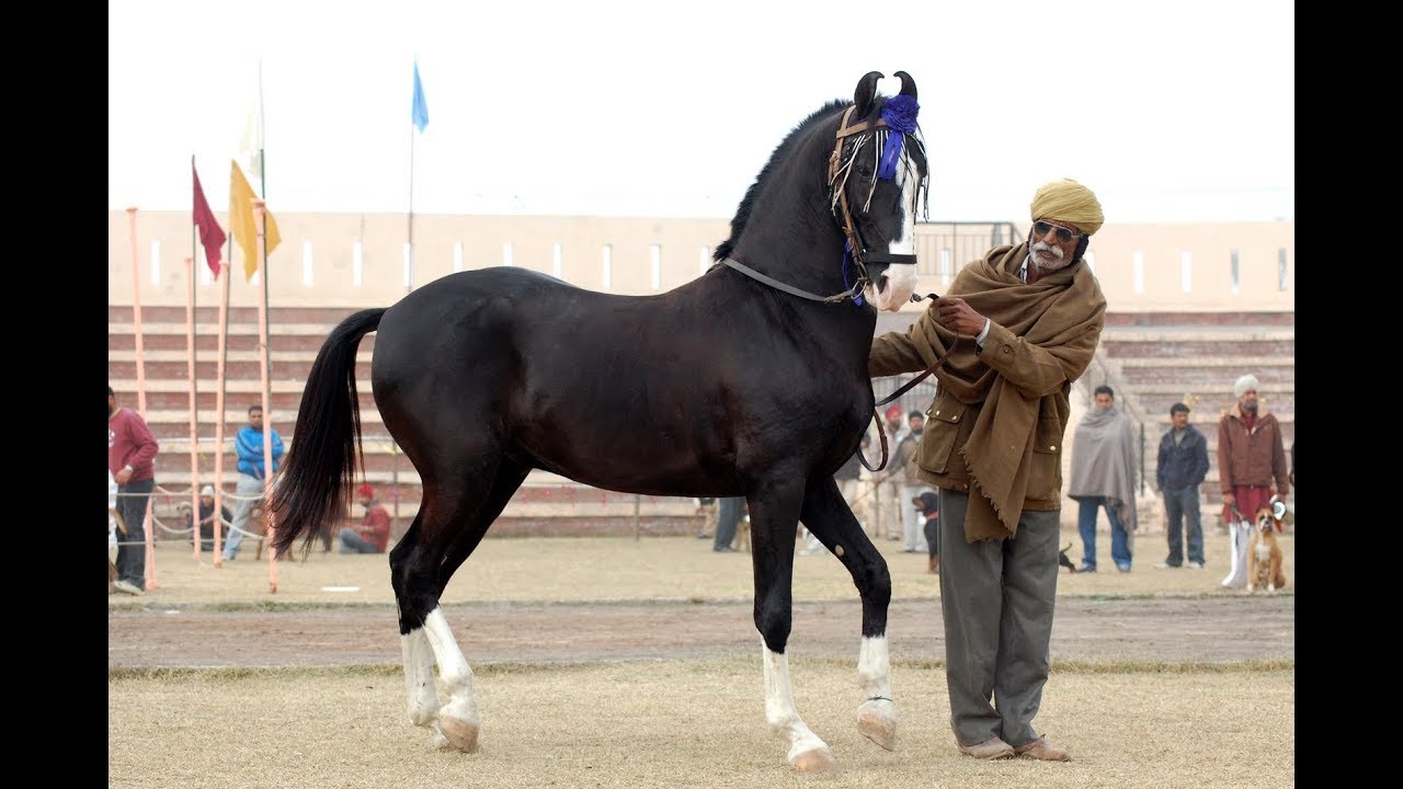 الخيل العربي الاصيل، حيوان معروف وعمره آلاف السنين 5625 2