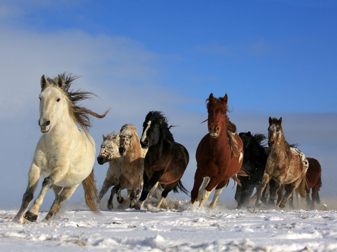 اجمل خيول في العالم , شاهد خفة و جمال الخيل