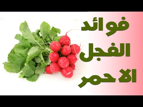 تعرف على فوائد الفجل- فوائد الفجل 6685 1