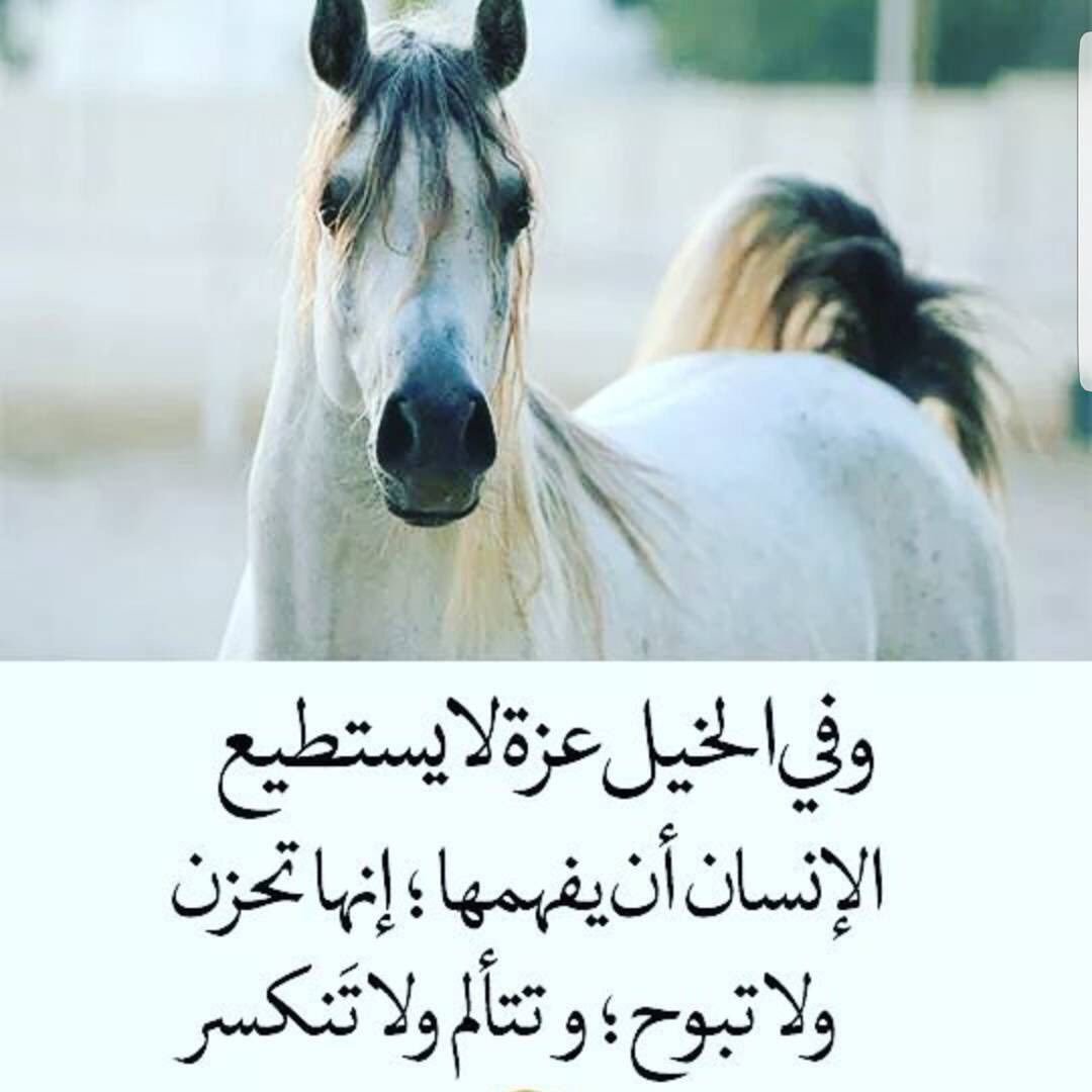 شعر عن الخيل 4638 2