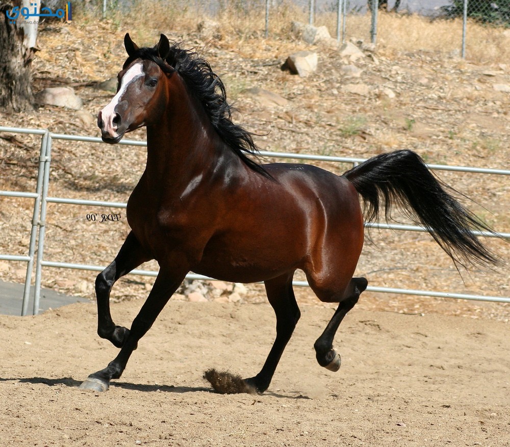 اجمل صور خيول - شاهد جمال الخيول وخفتها 400 10