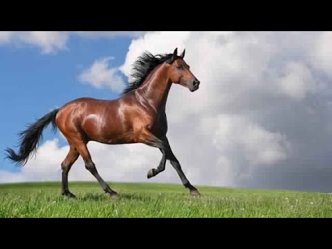 خيل عربي اصيل - صور حصان من السلاله العربيه 2935 11