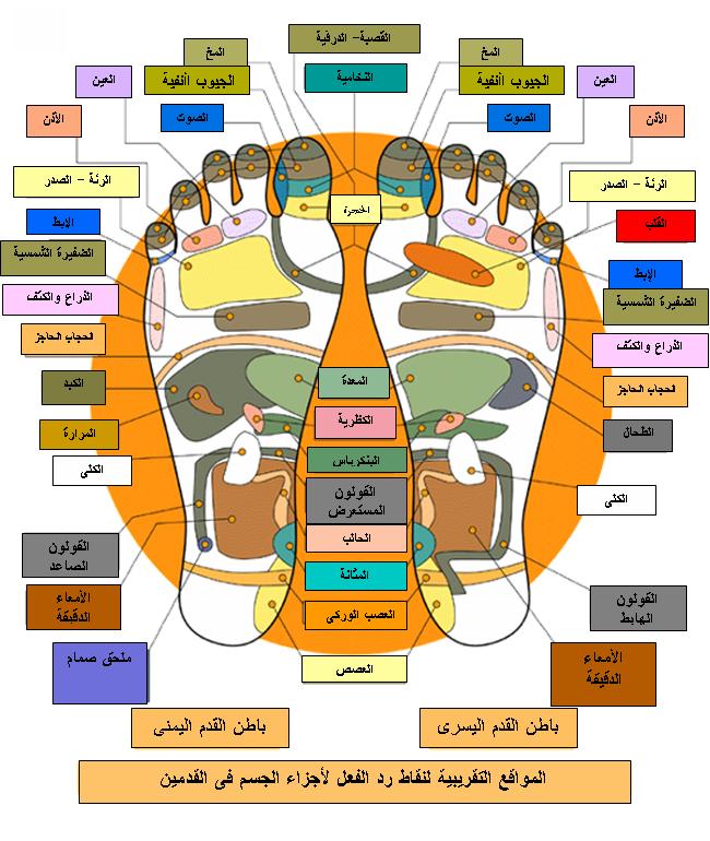 الطب الصيني - تعرف عن كل ما يخص الطب الصيني 6249