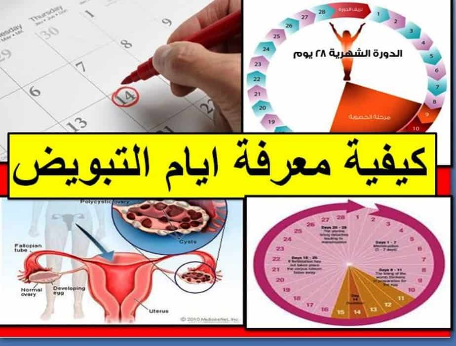 متى تكون ايام التبويض - تعرفي على ايام التبويض الخاصة بكي 220 2