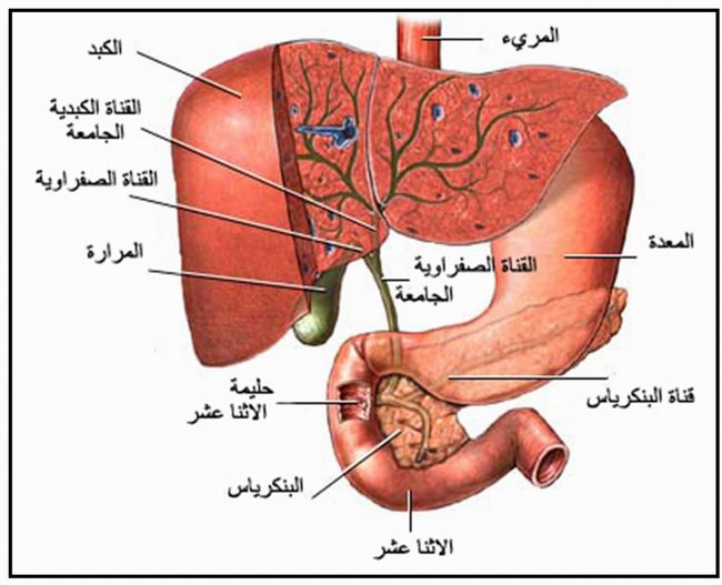 عضو باطني مكون من7حروف - حل لغز العضو الباطني الذي يتكون من 7 حروف 10387 2