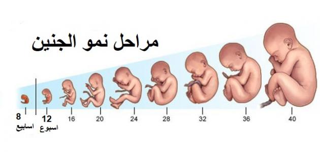 مراحل تكوين الجنين بالصور من اول يوم 1660 1