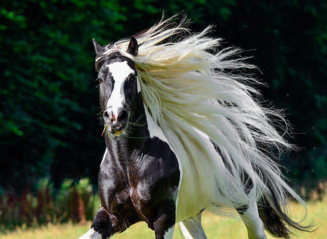 اجمل صور خيول - شاهد جمال الخيول وخفتها 400 2