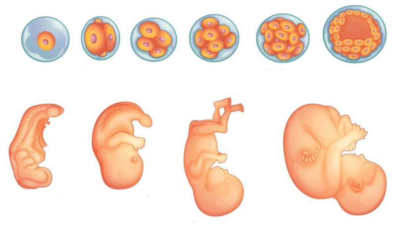 مراحل تكوين الجنين بالصور من اول يوم 1660