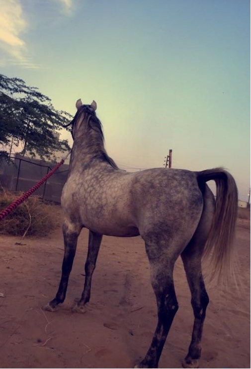 خيل اصيل - اجمل صور خيول عربية اصيلة 2353 8