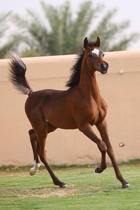 خيل اصيل - اجمل صور خيول عربية اصيلة 2353