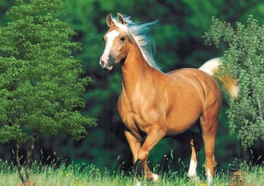 خيل اصيل - اجمل صور خيول عربية اصيلة 2353 10