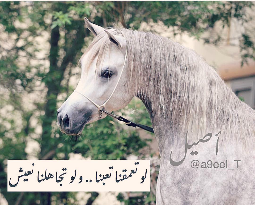 شعر عن الخيل 4638 5