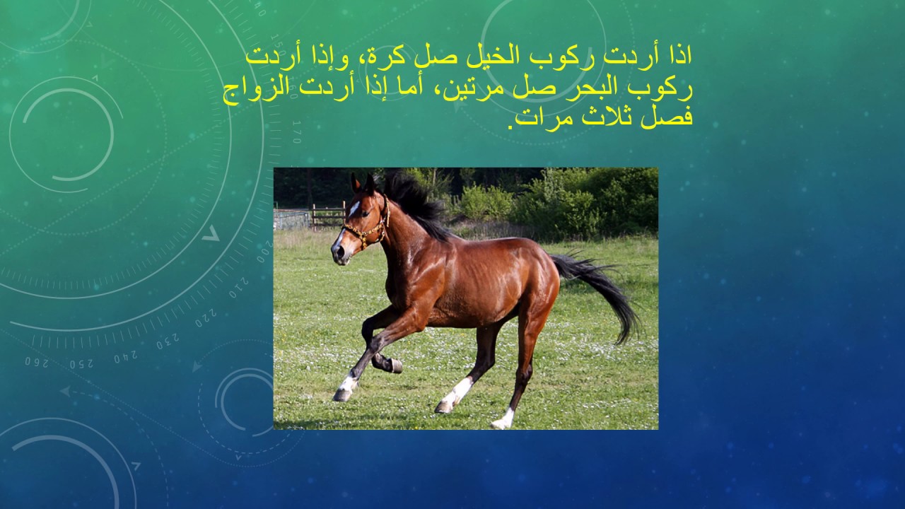 شعر عن الخيل 4638 9