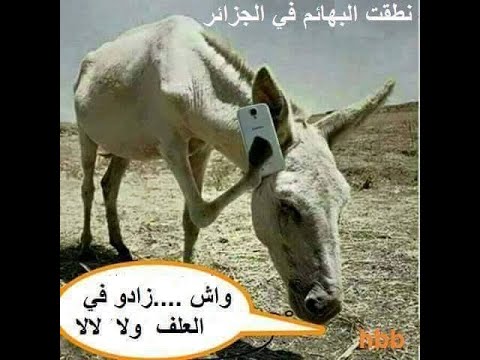 الصور المضحكة الجديدة 5905 1