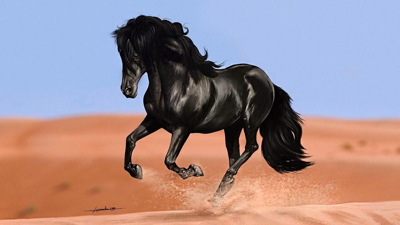 الخيل العربي الاصيل، حيوان معروف وعمره آلاف السنين 5625 12