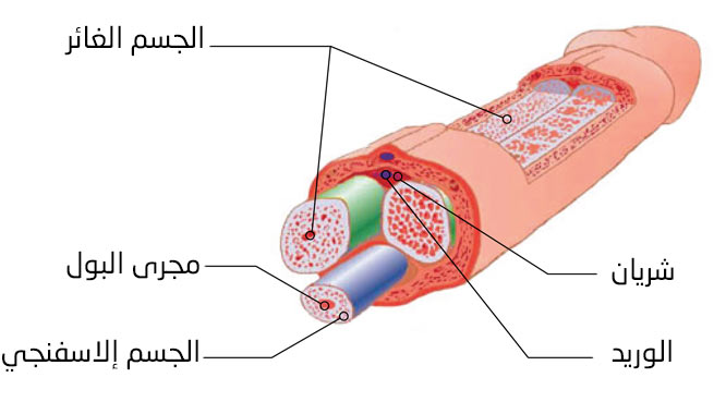 سمك الذكر الطبيعي - طول قضيب الرجل 9964