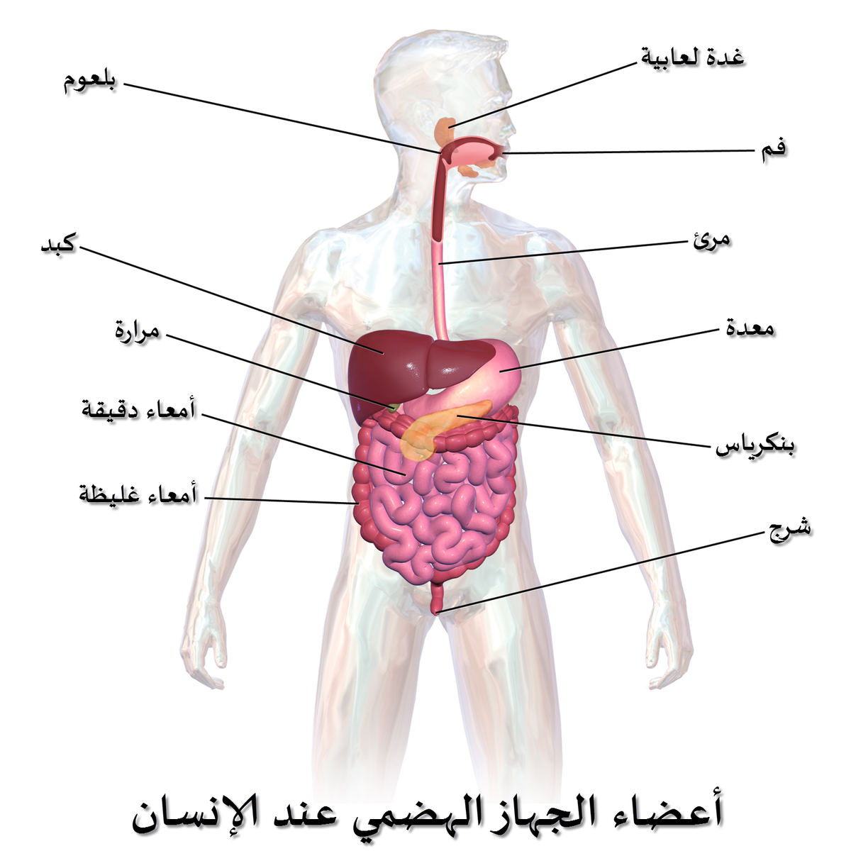 جسم الانسان من الداخل بالصور