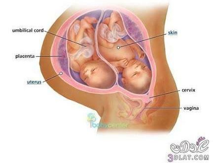 كيف اعرف اني حامل بتوام - طريقة لمعرفة الحمل بتوام 2564 1