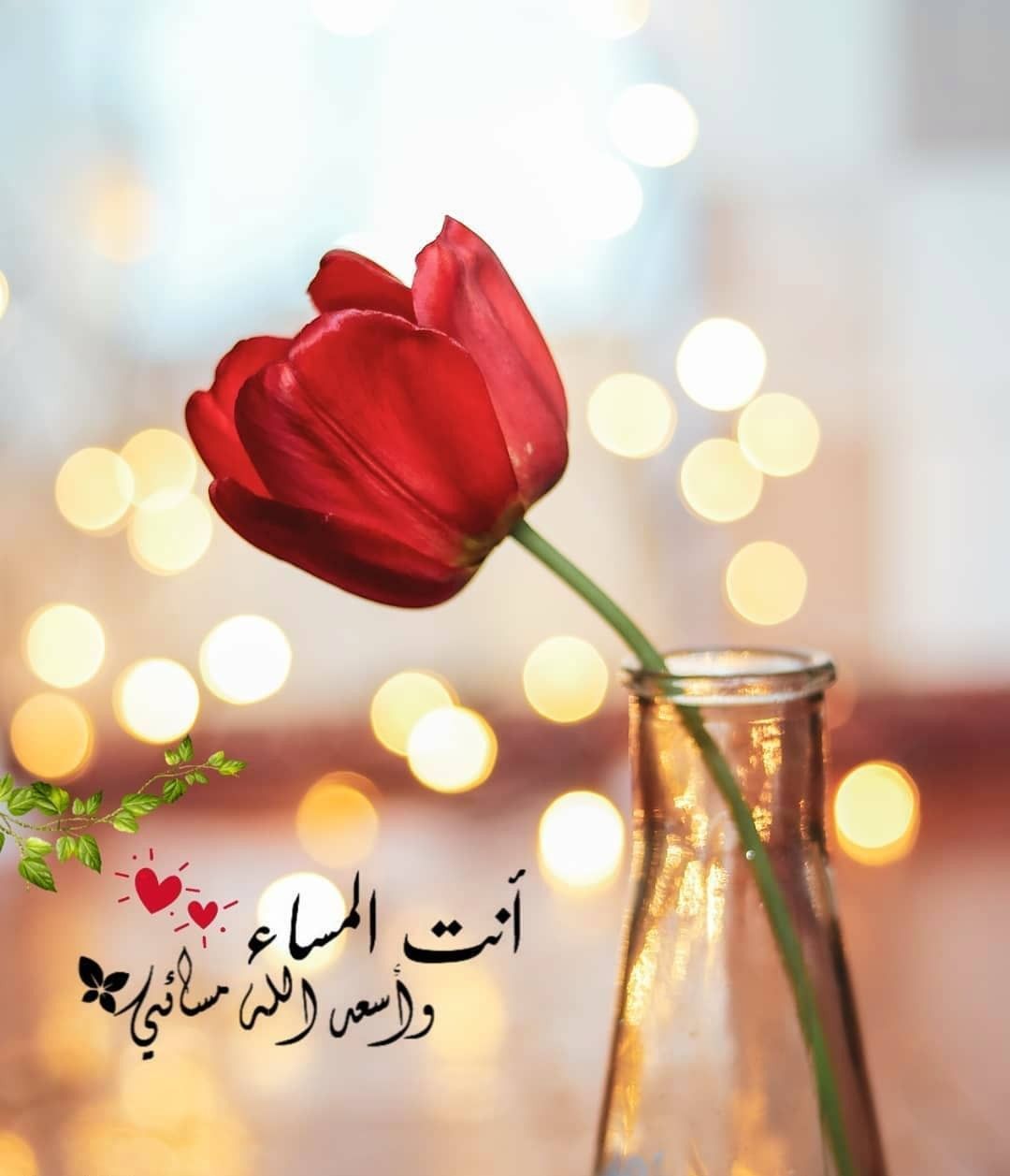 مساء جميل - اسعد الامسيات على الجميع 5211 1