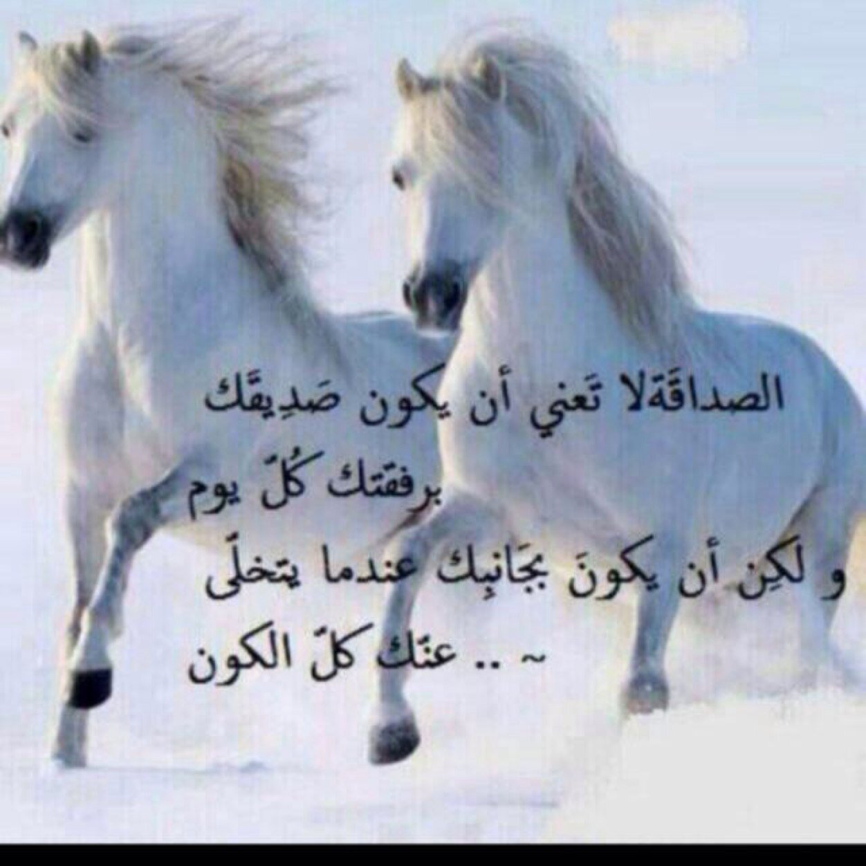 شعر عن الخيل 4638