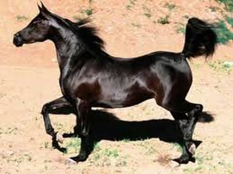 خيل اصيل - اجمل صور خيول عربية اصيلة 2353 11