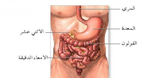 علاج التهاب المعدة والامعاء - وصفات طبيعية لعلاج التهاب المعدة والامعاء 10297 1