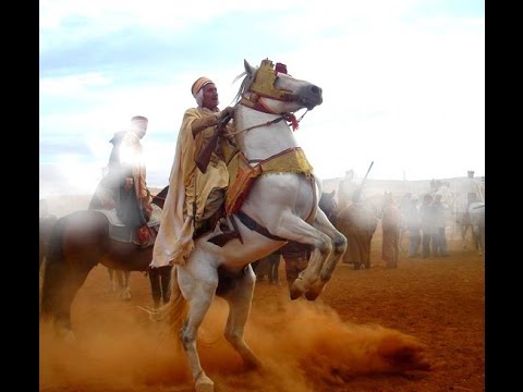 خيل عربي اصيل - صور حصان من السلاله العربيه 2935 12