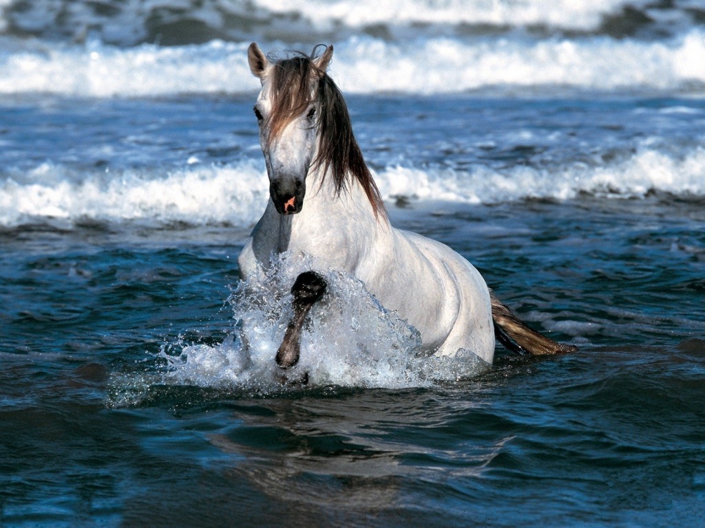 الخيل العربي الاصيل، حيوان معروف وعمره آلاف السنين 5625 9