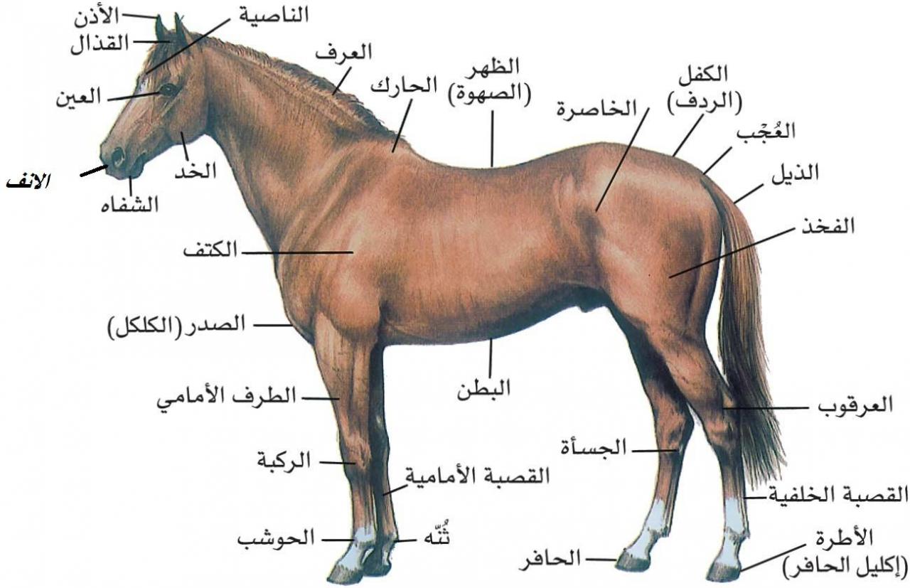 الخيل العربي الاصيل، حيوان معروف وعمره آلاف السنين 5625 3