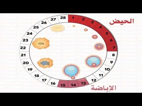 افضل وقت للحمل - الوقت المناسب للحمل 2451