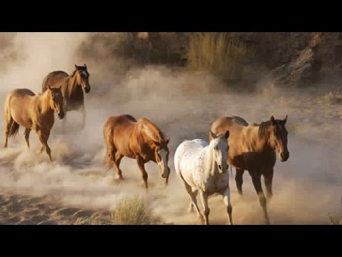 خيل عربي اصيل - صور حصان من السلاله العربيه 2935 7