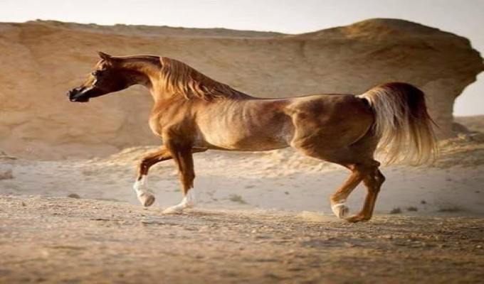 خيل عربي اصيل - صور حصان من السلاله العربيه 2935 4