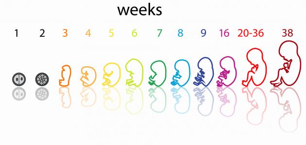 مراحل تكوين الجنين بالصور من اول يوم 1660 11