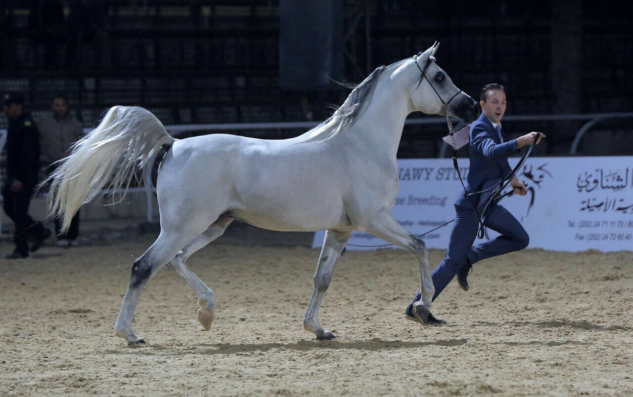 الخيل العربي الاصيل، حيوان معروف وعمره آلاف السنين 5625