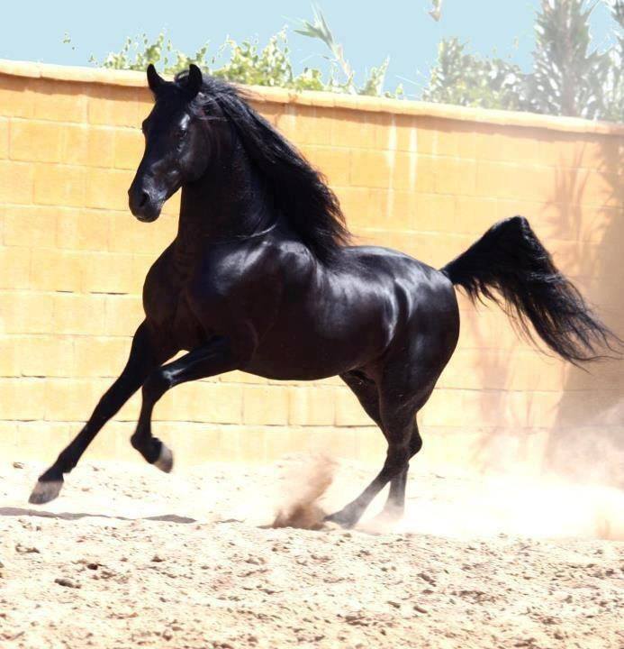 خيل اصيل - اجمل صور خيول عربية اصيلة 2353 4