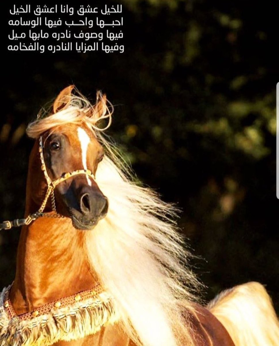 شعر عن الخيل 4638 7