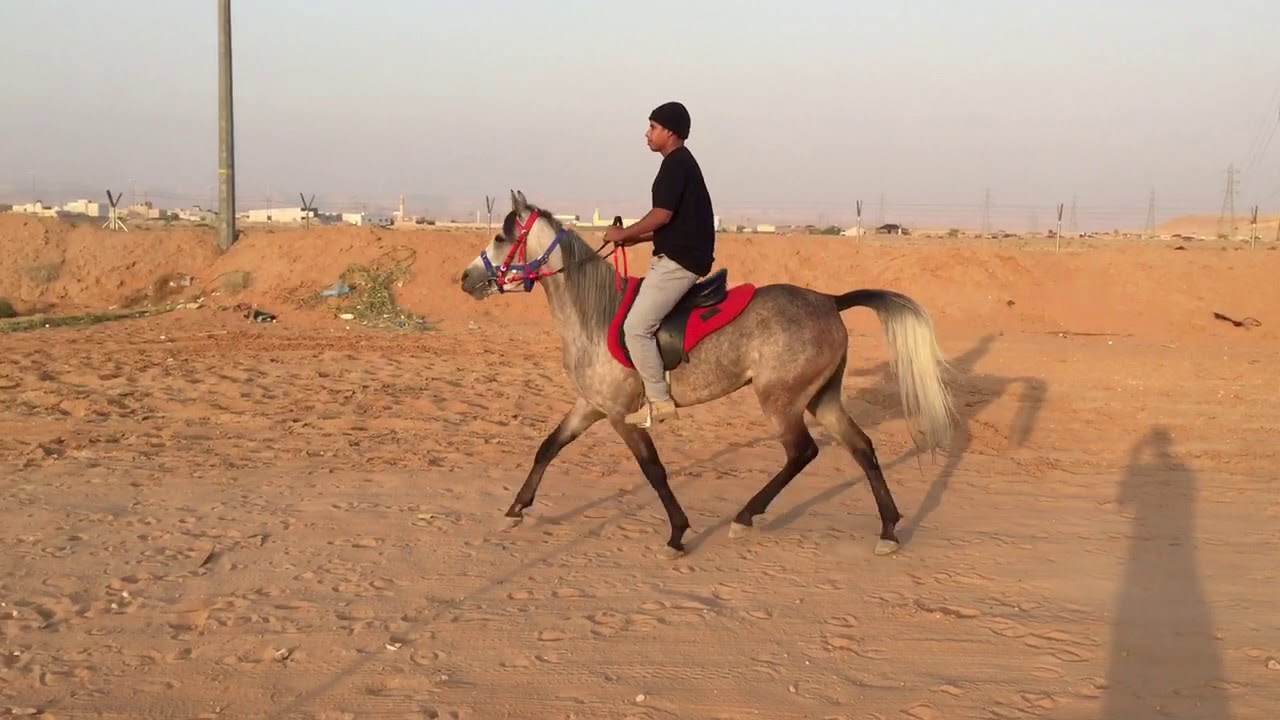 كيفية ركوب الخيل , كن فارس بطريقة سريعة