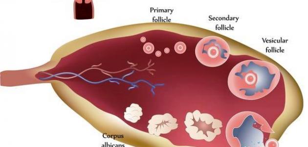 علاج ضعف المبايض - ضعف المبايض اعراض واسباب وطريقة علاج 3737 10
