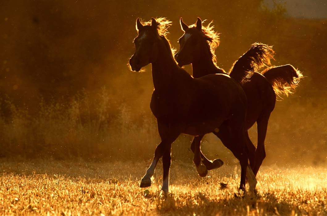 خيل اصيل - اجمل صور خيول عربية اصيلة 2353 12