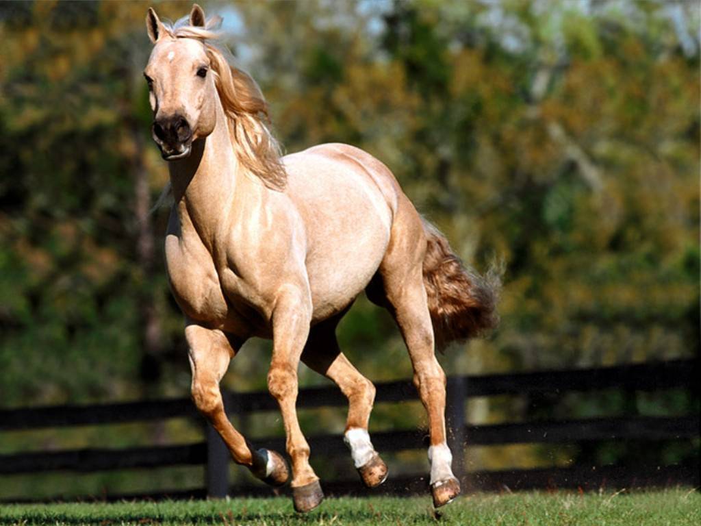 الخيل العربي الاصيل، حيوان معروف وعمره آلاف السنين 5625 6