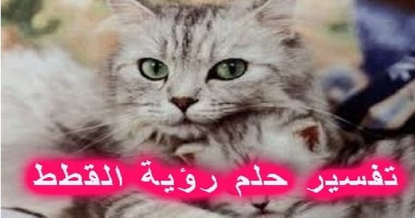 تفسير حلم قطط كثيرة - القطط في المنام 9795