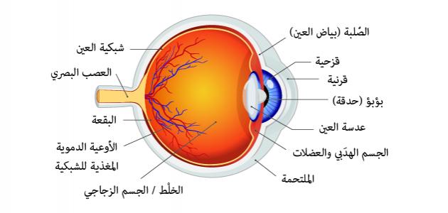 مكونات العين