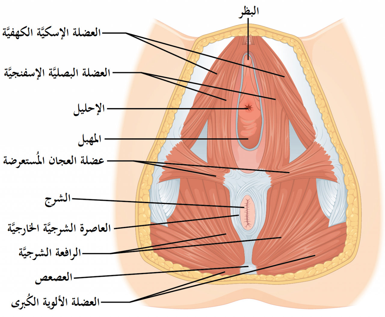 ما هو الدبر بالصور , يا تعرفهم معنا يعني ايه الدبر