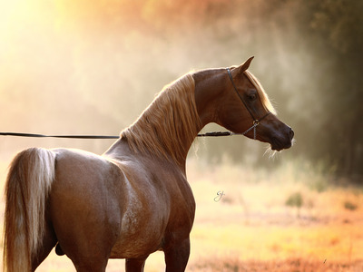 خيل عربي اصيل - صور حصان من السلاله العربيه 2935 8