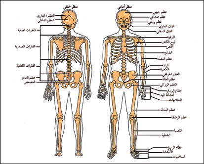 صور هيكل عظمى - افضل الصور التوضيحية لتكوين الهيكل العظمي 10282 7