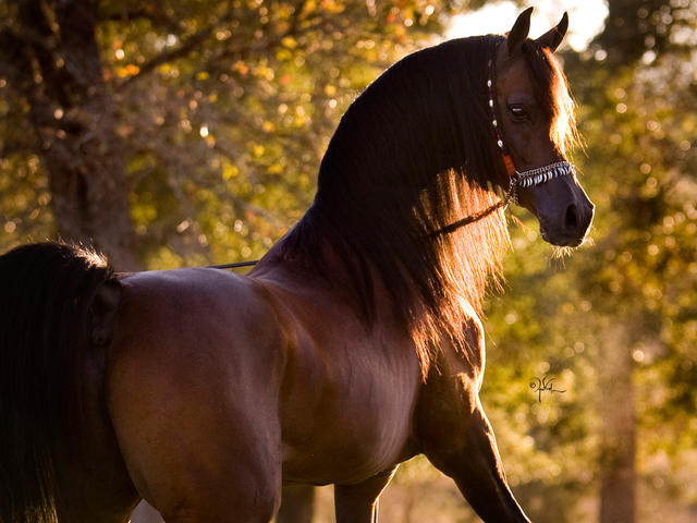 خيل عربي اصيل - صور حصان من السلاله العربيه 2935 2