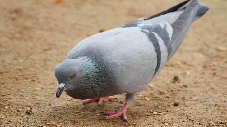 رؤية الحمام في المنام - تفسير حلم الحمام في المنام 3412 1